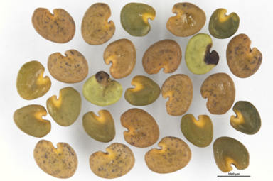 APII jpeg image of Swainsona plagiotropis  © contact APII