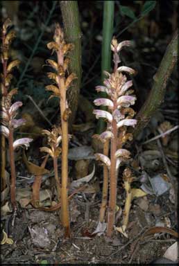 APII jpeg image of Orobanche minor  © contact APII