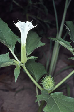 APII jpeg image of Datura stramonium  © contact APII