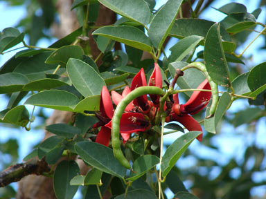 APII jpeg image of Erythrina christa-galli  © contact APII