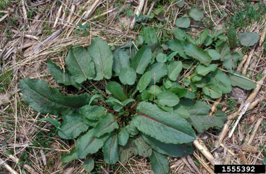 APII jpeg image of Rumex obtusifolius  © contact APII