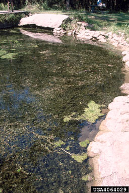 APII jpeg image of Hydrilla verticillata  © contact APII