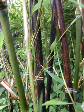 APII jpeg image of Phyllostachys nigra  © contact APII