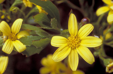 APII jpeg image of Chrysanthemoides monilifera subsp. monilifera  © contact APII