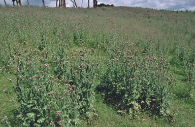 APII jpeg image of Carduus tenuiflorus  © contact APII