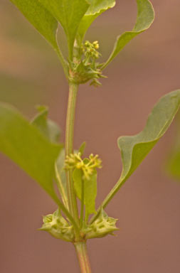 APII jpeg image of Rumex hypogaeus  © contact APII