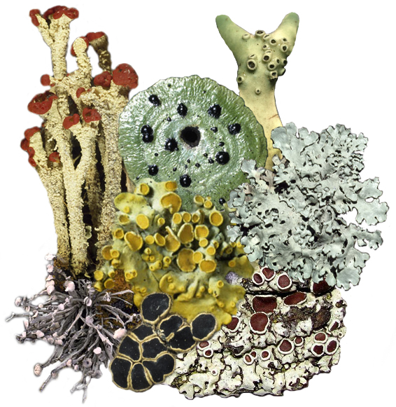 collage of lichen images