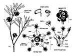 Asteromyrtus angustifolia