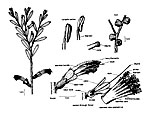 Lamarchea hakeifolia