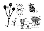 Phymatocarpus porphyrocephalus