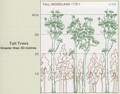 Tall Woodland structure