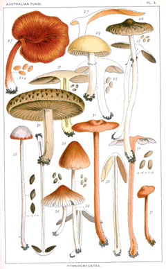 Cooke Plate 5 fungi illustrations