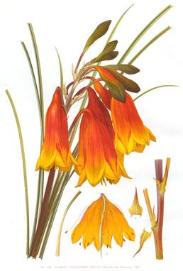 Blandfordia grandiflora by Edward Minchen