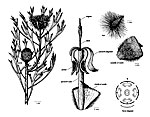 Isopogon anemonifolius