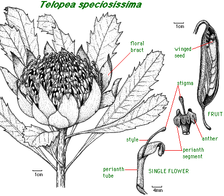 Drawing of Telopea speciosissima by M.Fagg
